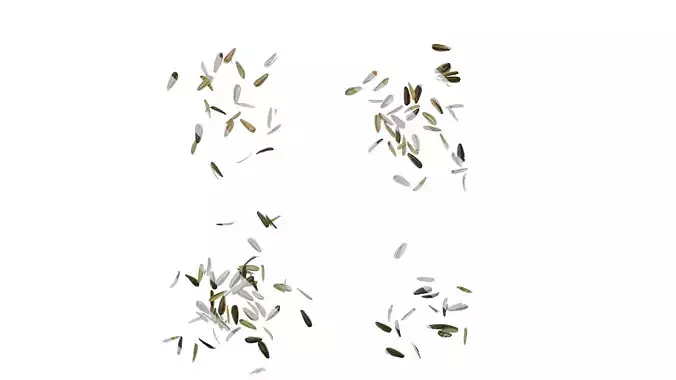 Anydrafts Melon seed shell 06 Texture