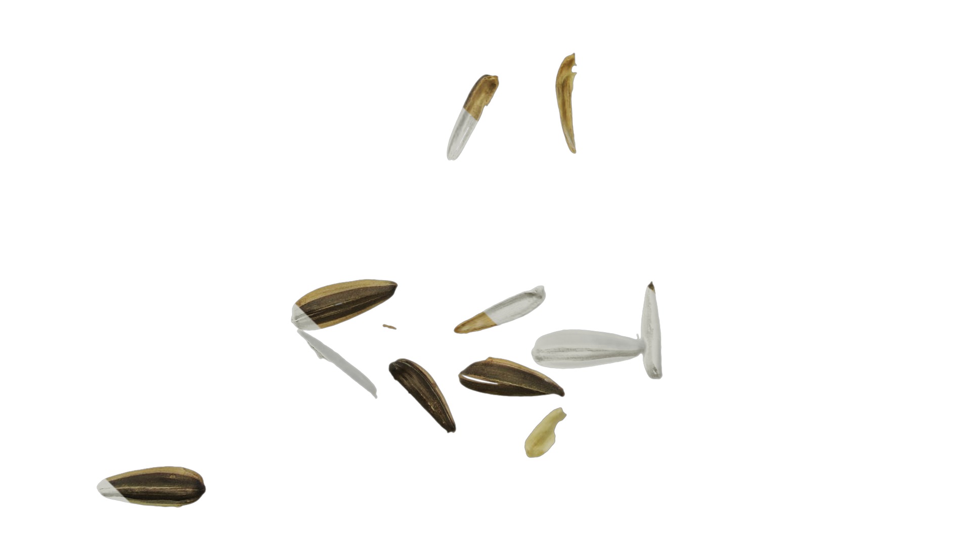 Anydrafts Melon seed shell 07 Texture_5