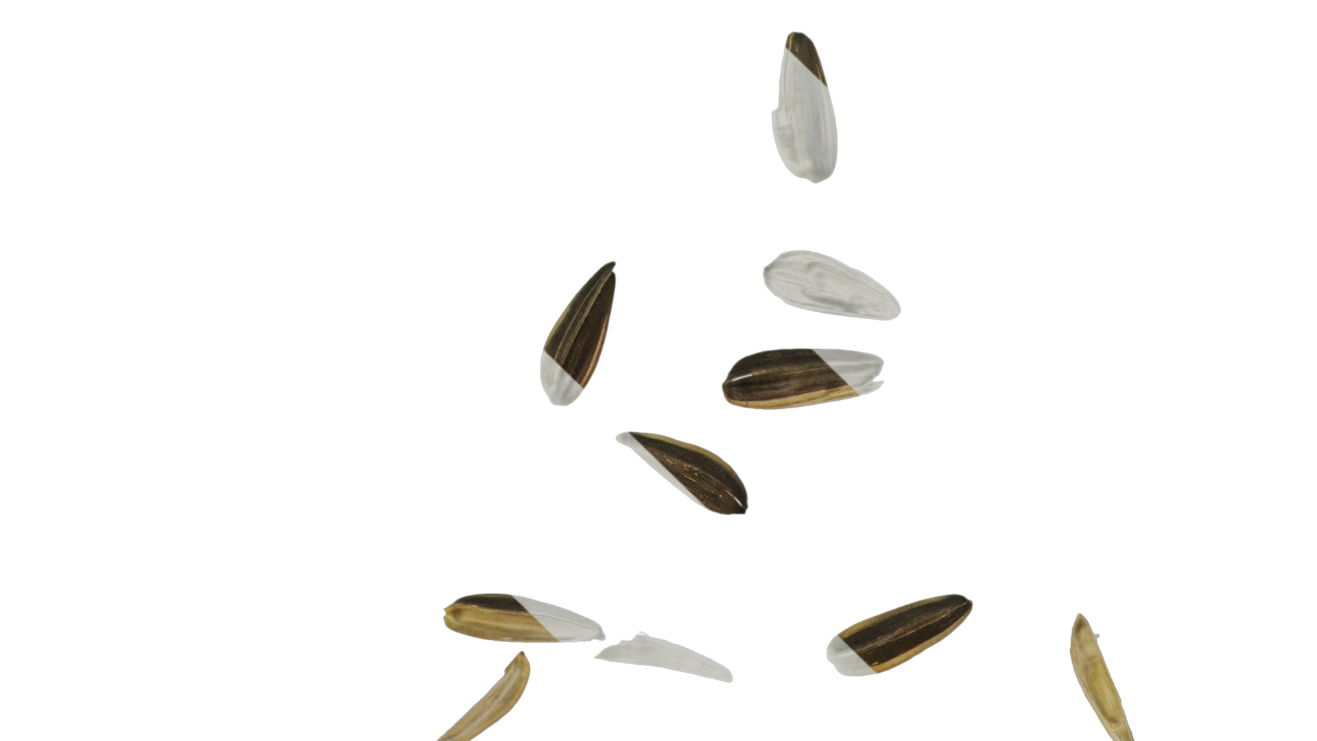 Anydrafts Melon seed shell 07 Texture_1