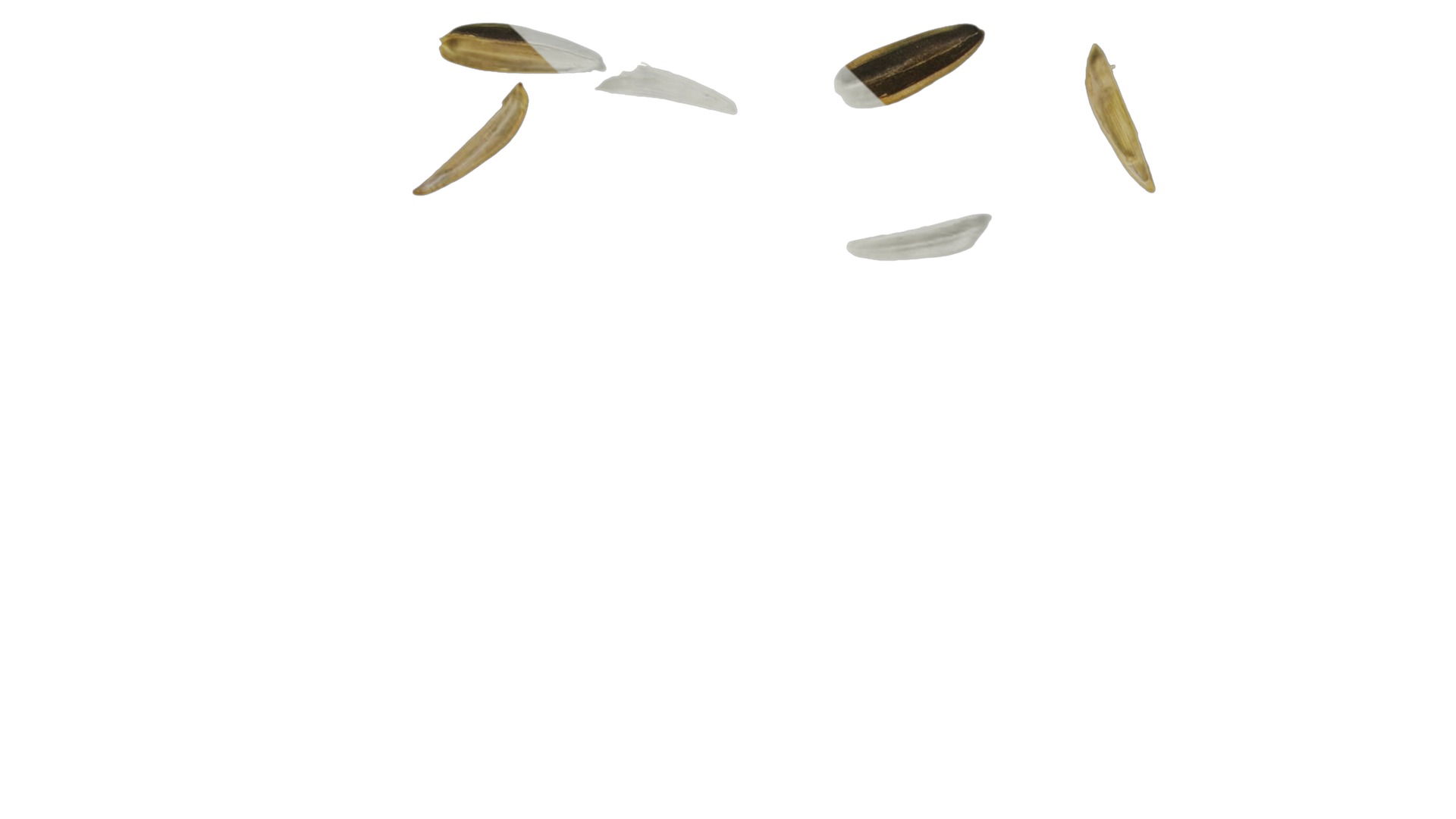 Anydrafts Melon seed shell 07 Texture_3