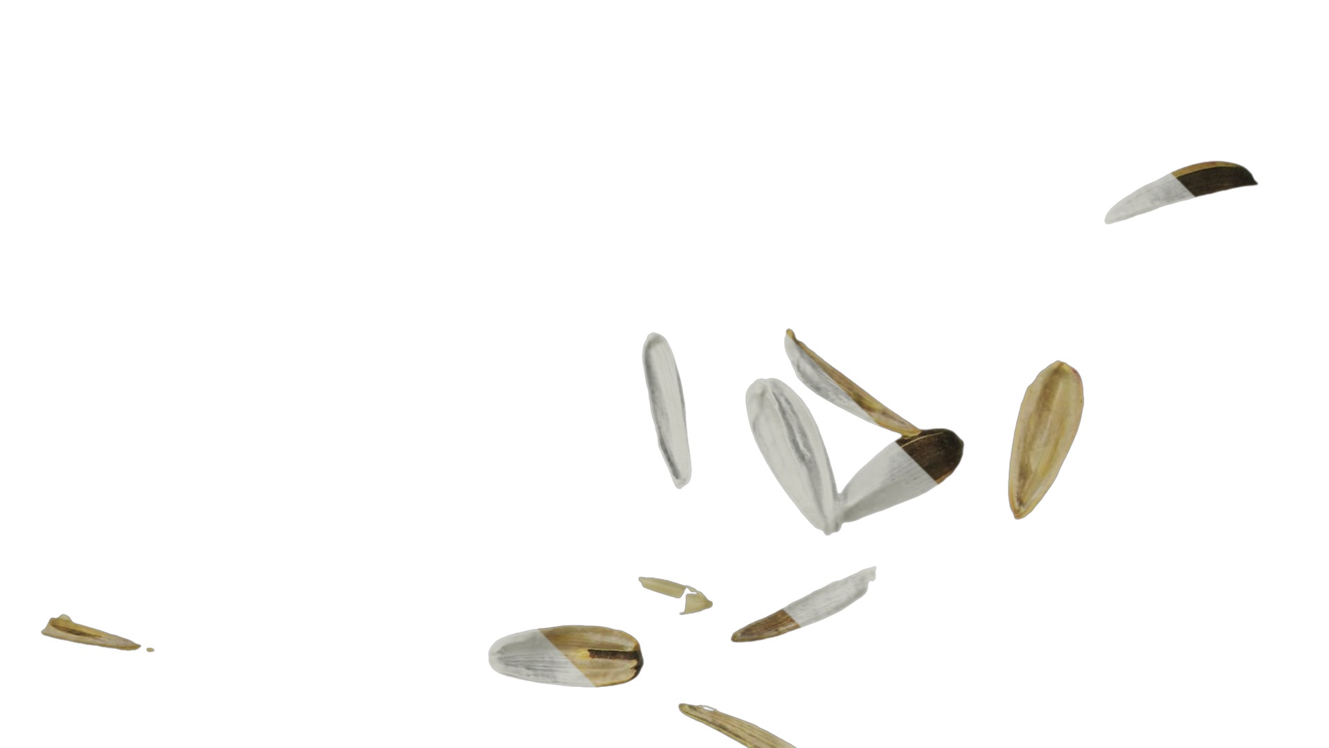 Anydrafts Melon seed shell 07 Texture_2