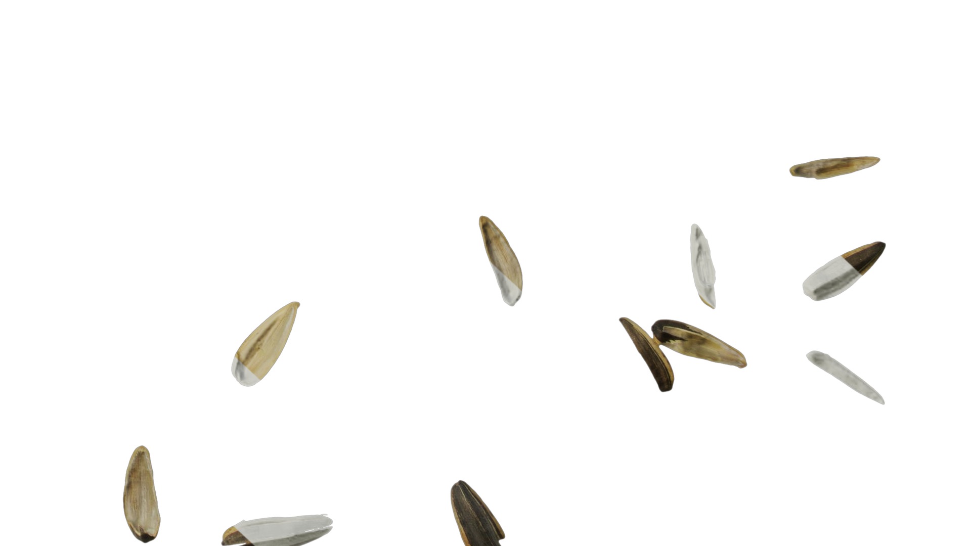 Anydrafts Melon seed shell 07 Texture_6