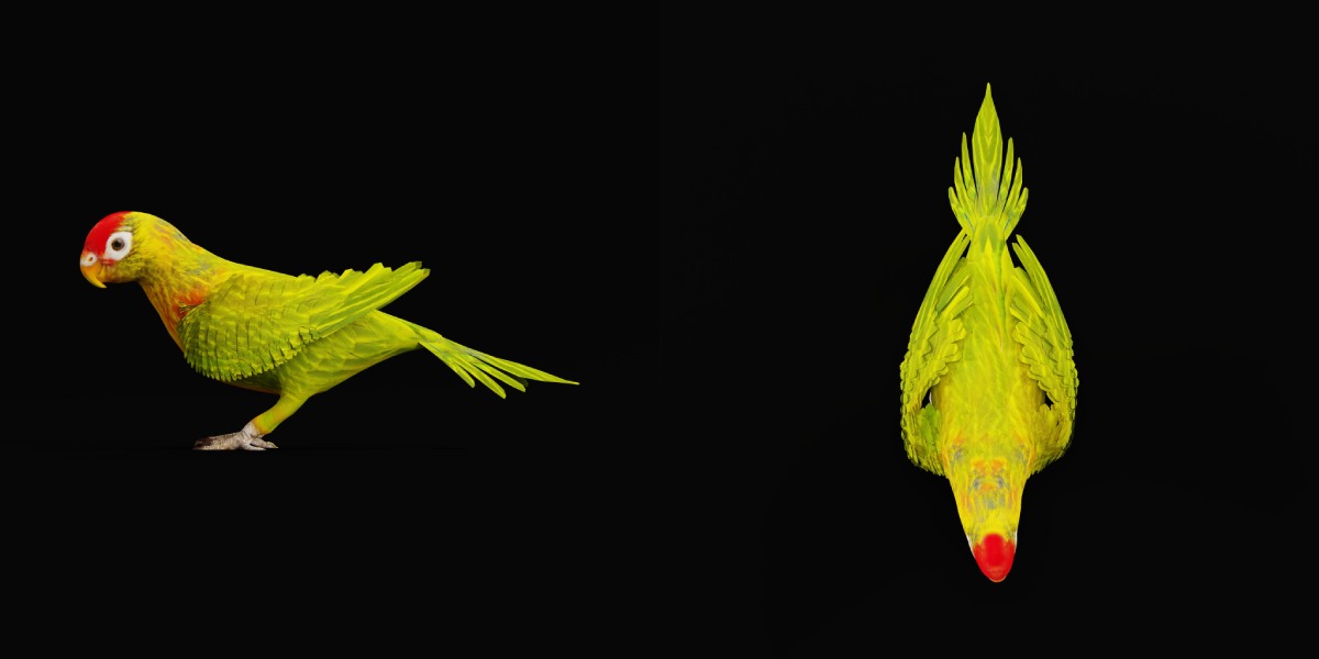 Varied Lorikeet Bird Low-poly 3D model_19