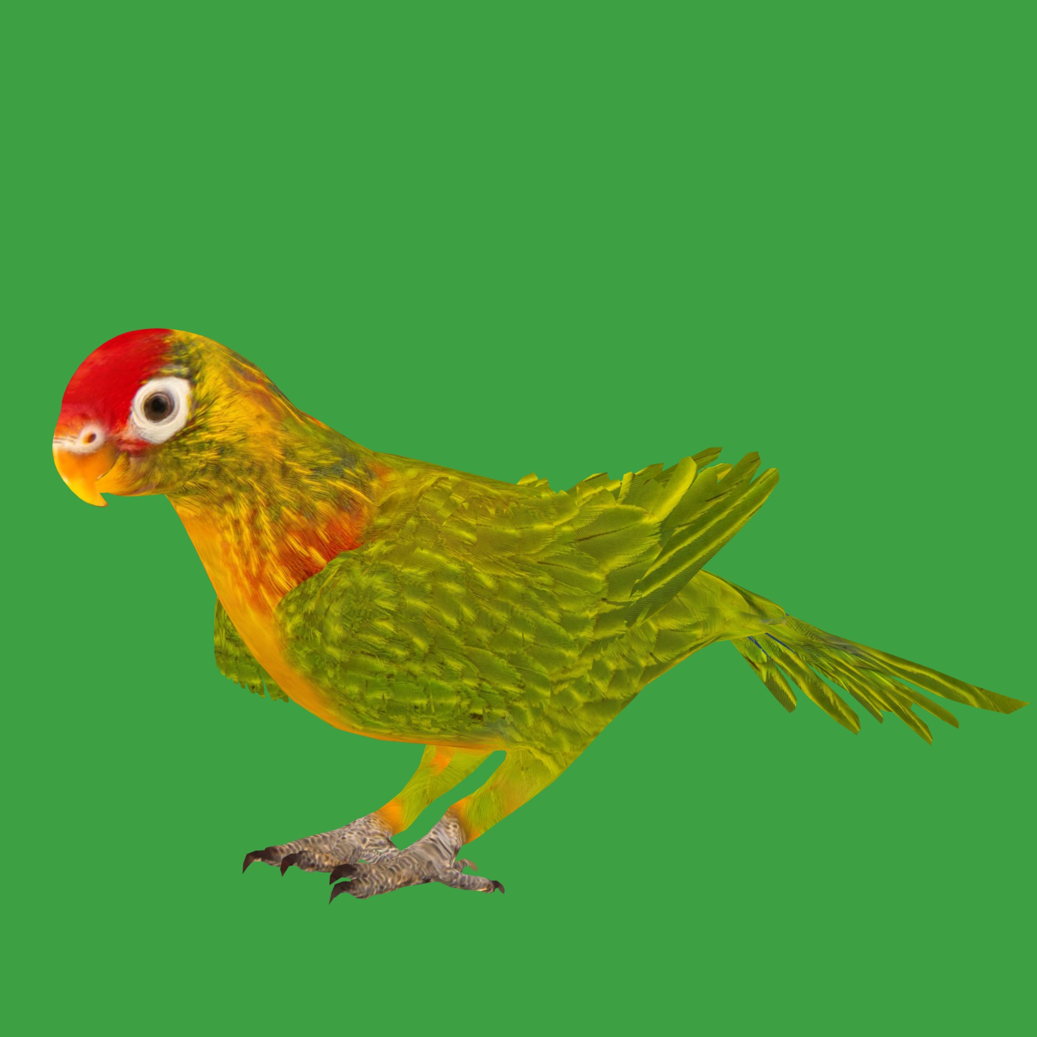 Varied Lorikeet Bird Low-poly 3D model_29