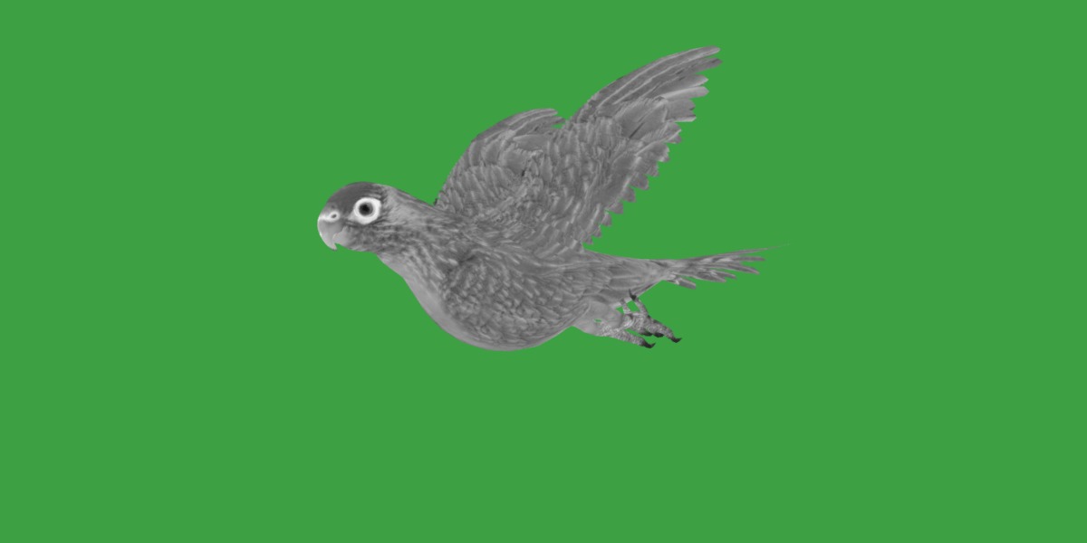 Varied Lorikeet Bird Low-poly 3D model_15