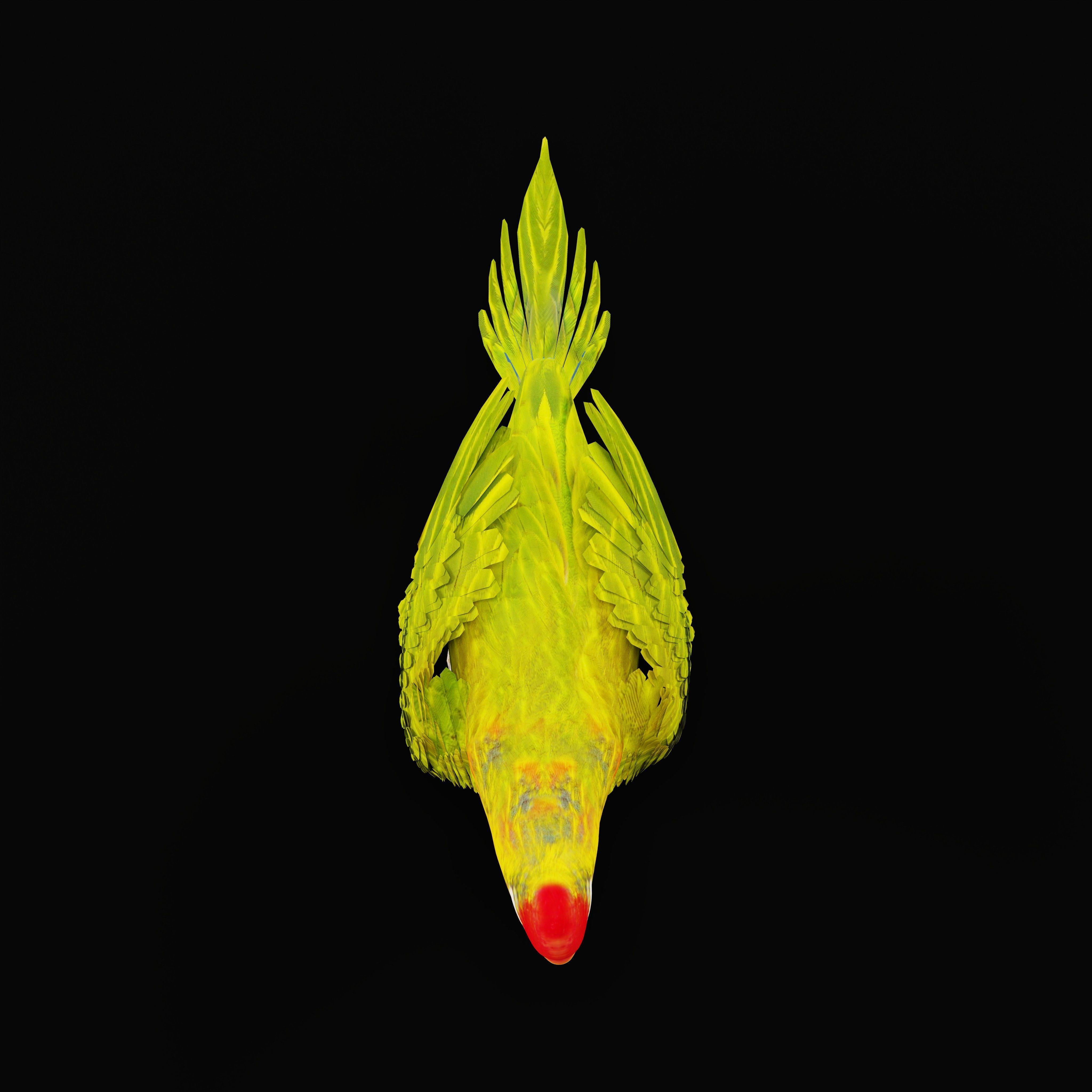 Varied Lorikeet Bird Low-poly 3D model_39