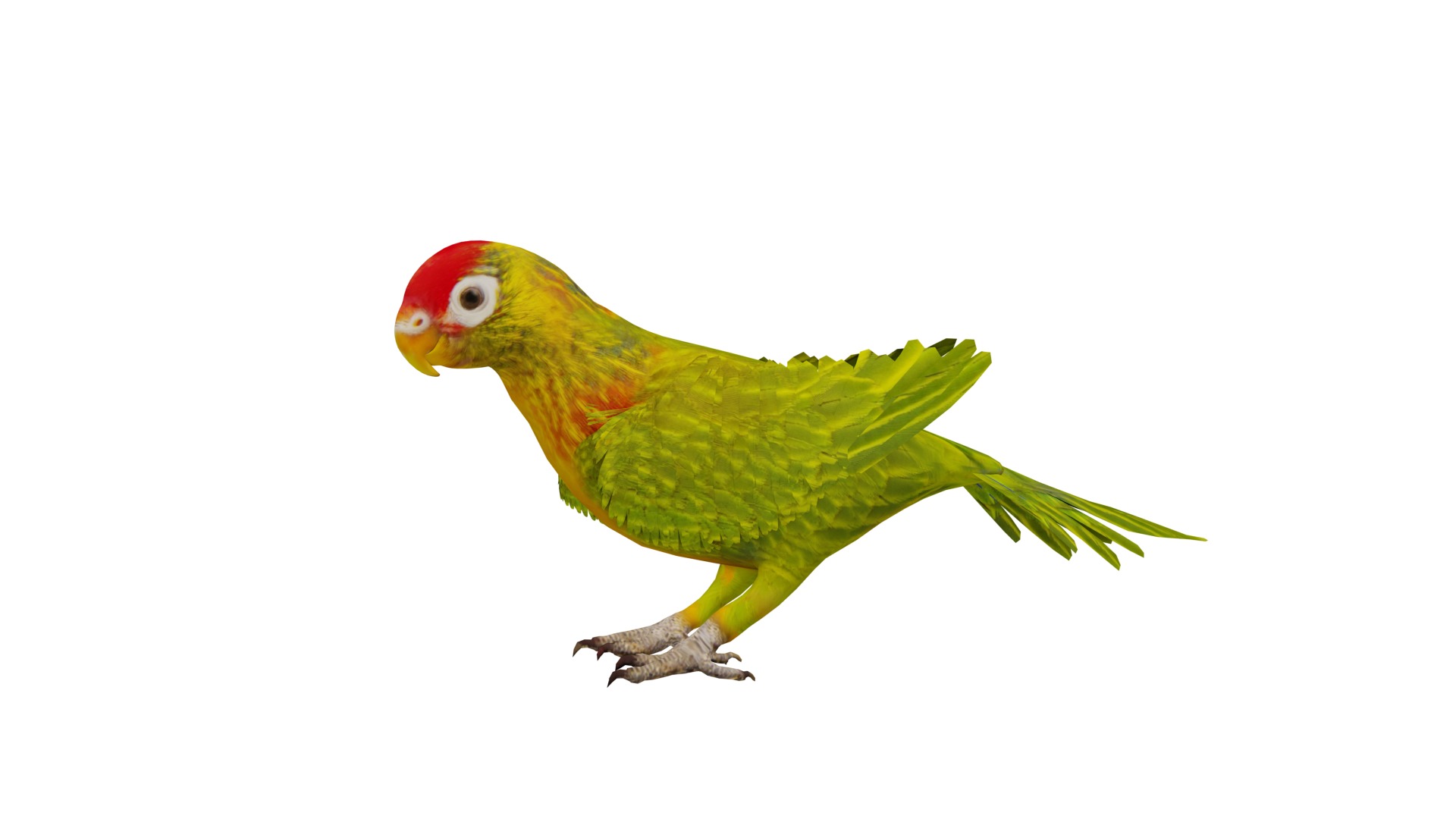 Varied Lorikeet Bird Low-poly 3D model_3