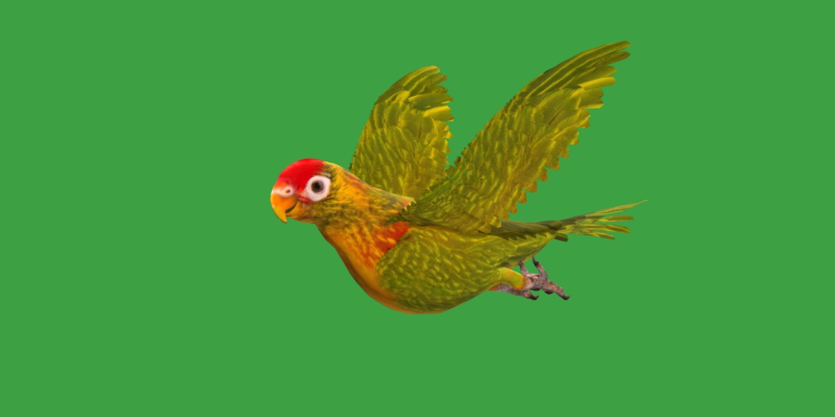 Varied Lorikeet Bird Low-poly 3D model_34