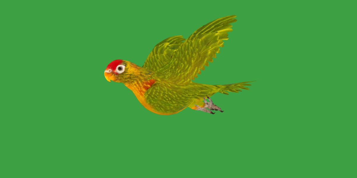 Varied Lorikeet Bird Low-poly 3D model_16