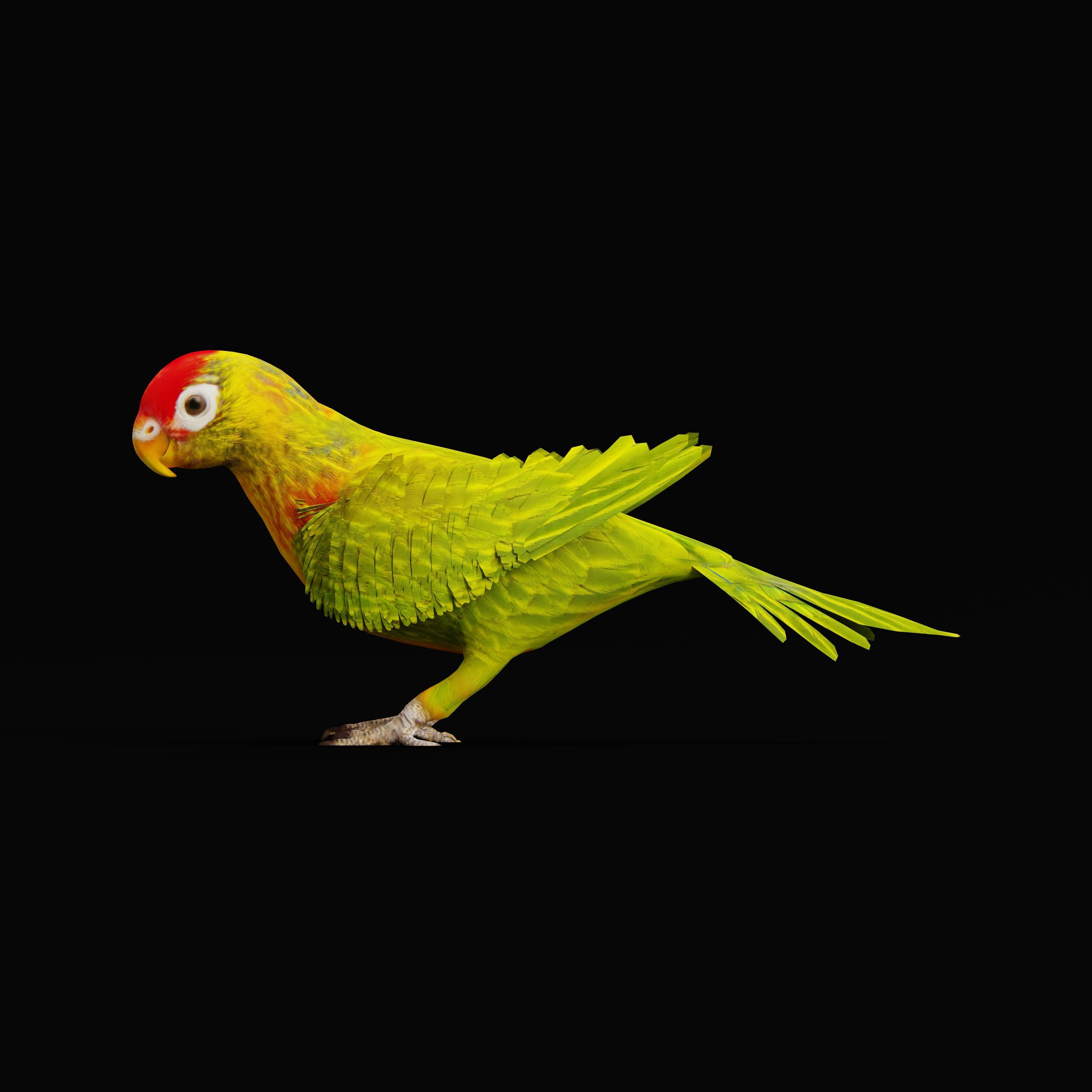 Varied Lorikeet Bird Low-poly 3D model_38