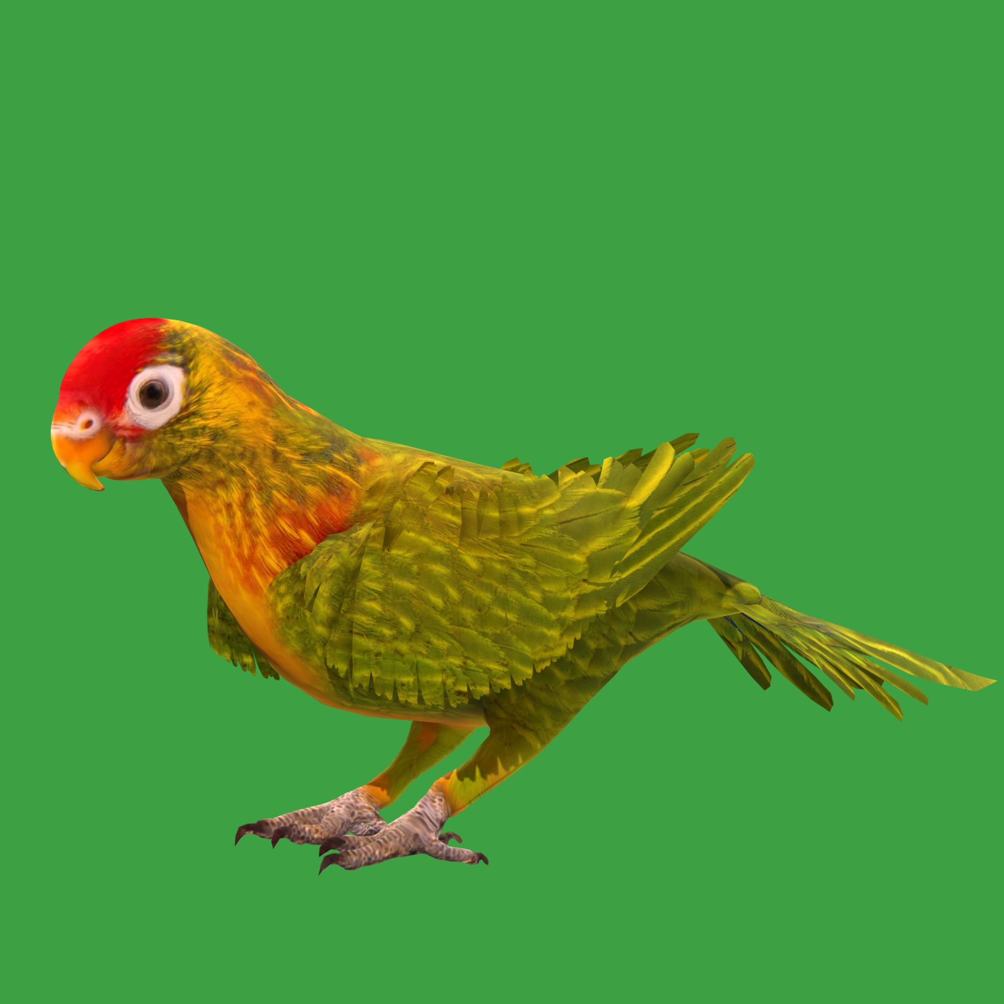 Varied Lorikeet Bird Low-poly 3D model_28