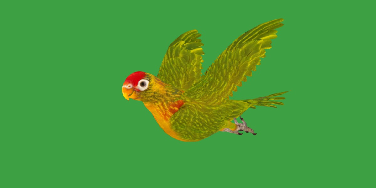 Varied Lorikeet Bird Low-poly 3D model_9