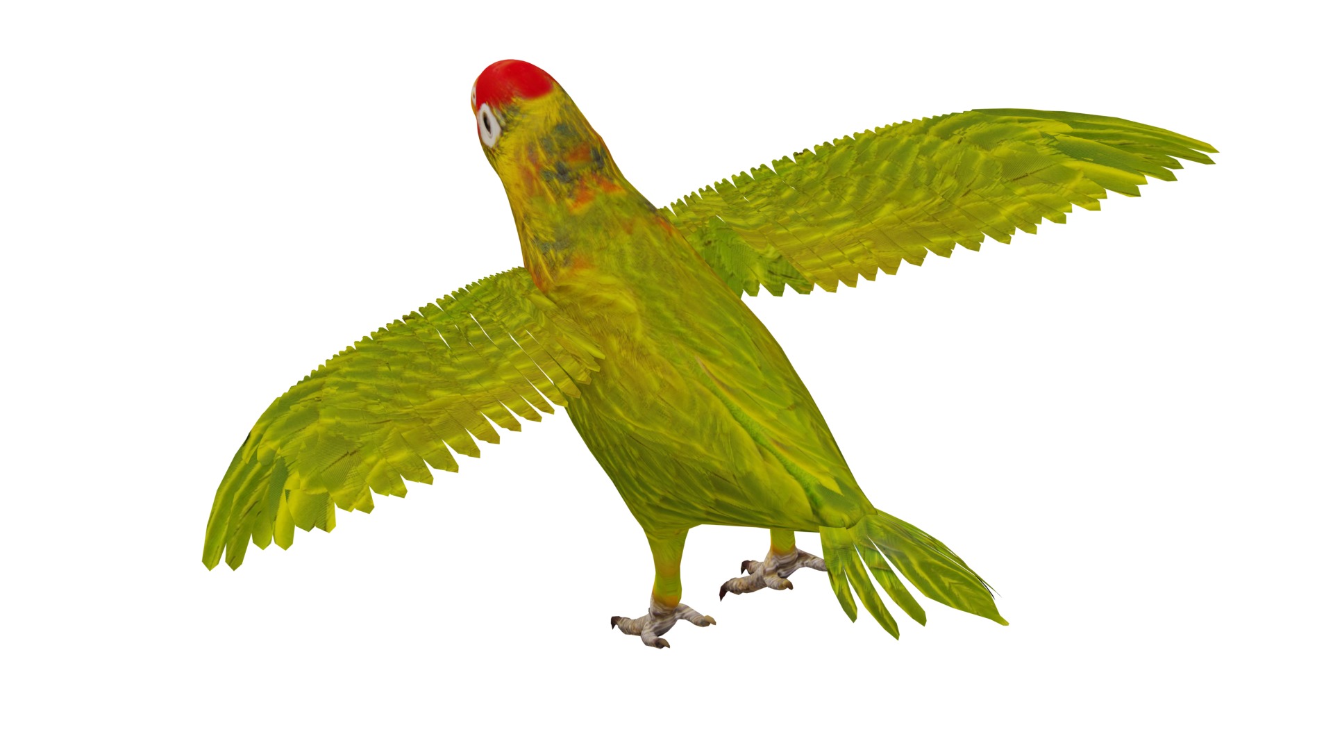 Varied Lorikeet Bird Low-poly 3D model_8