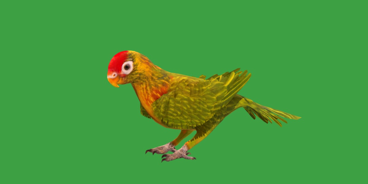 Varied Lorikeet Bird Low-poly 3D model_37