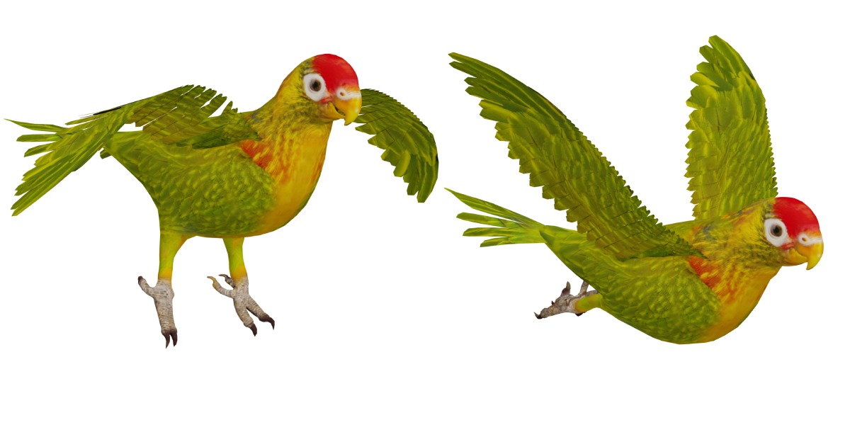 Varied Lorikeet Bird Low-poly 3D model_33