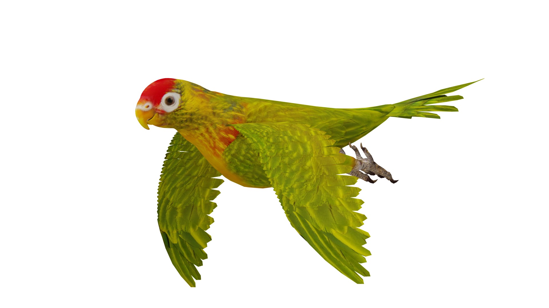 Varied Lorikeet Bird Low-poly 3D model_7