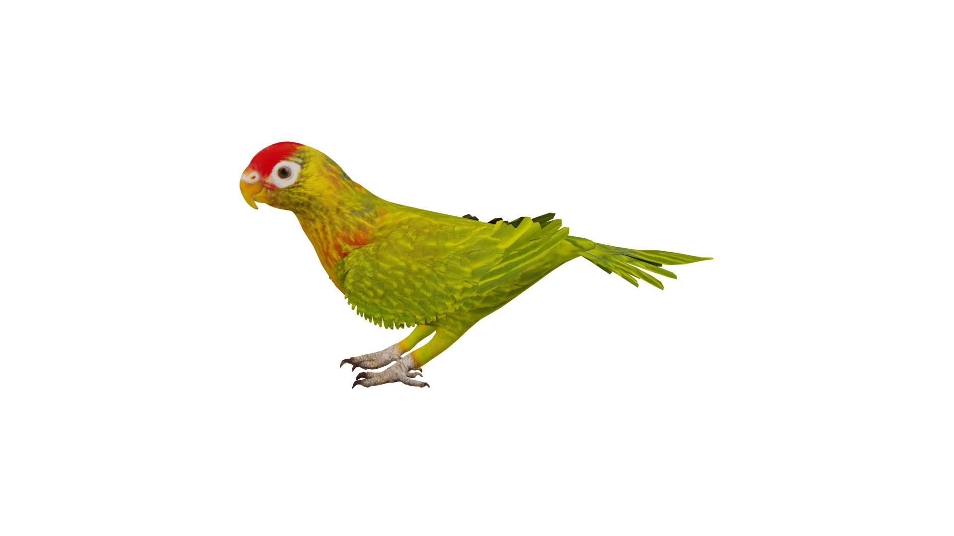 Varied Lorikeet Bird Low-poly 3D model_4