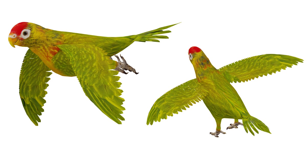 Varied Lorikeet Bird Low-poly 3D model_20