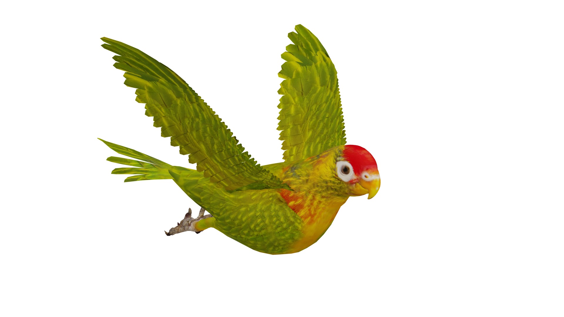 Varied Lorikeet Bird Low-poly 3D model_6