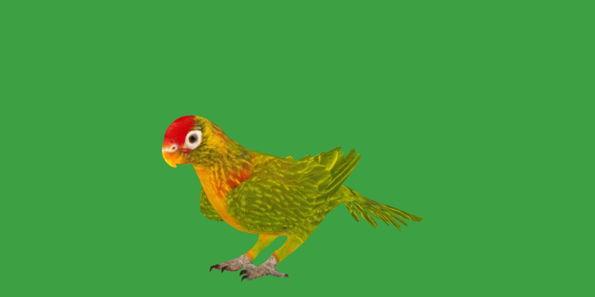 Varied Lorikeet Bird Low-poly 3D model_11