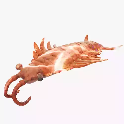 Anomalocaris Low-poly 3D model