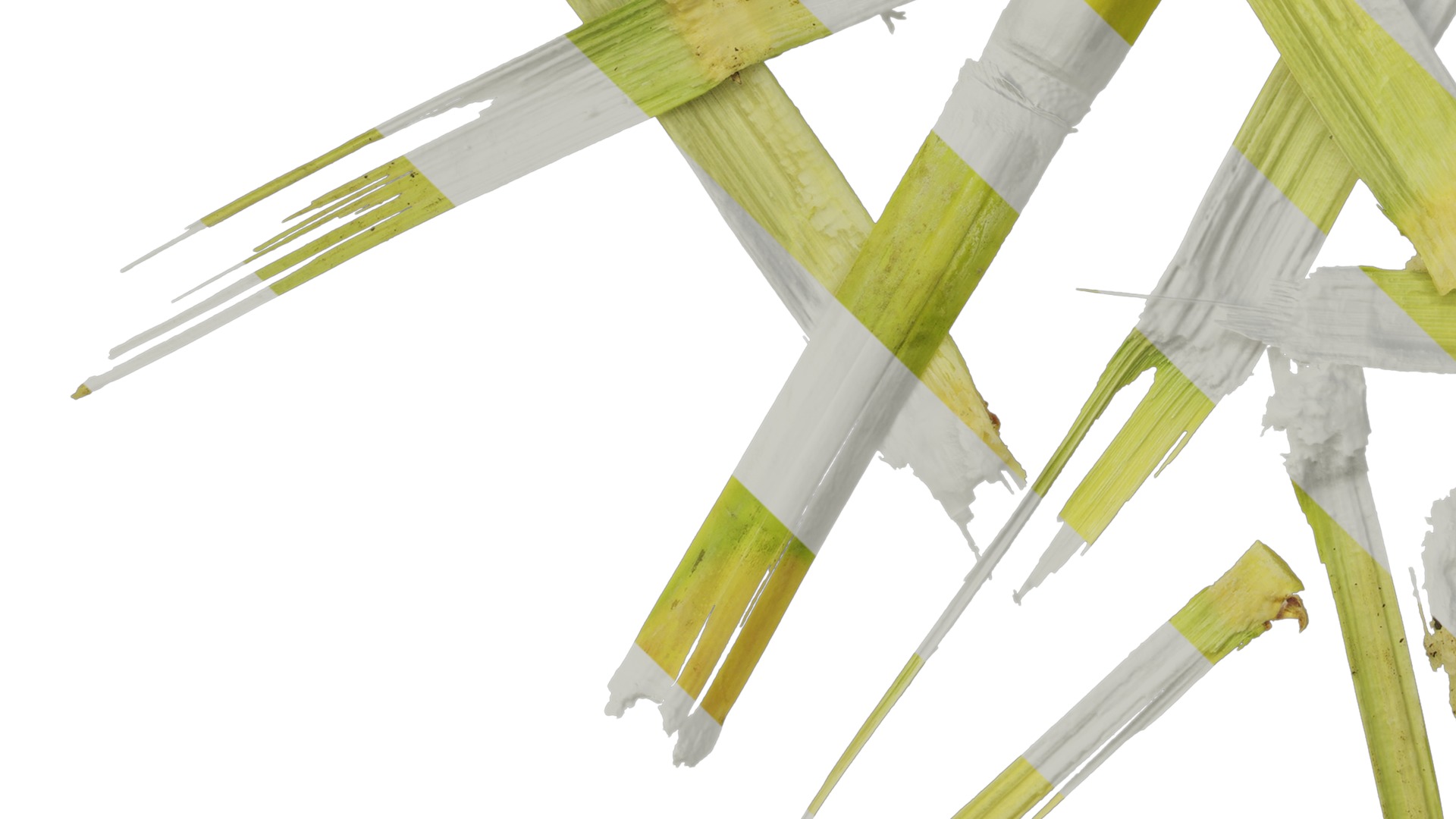 Anydrafts Sugarcane peel 03 Texture_5