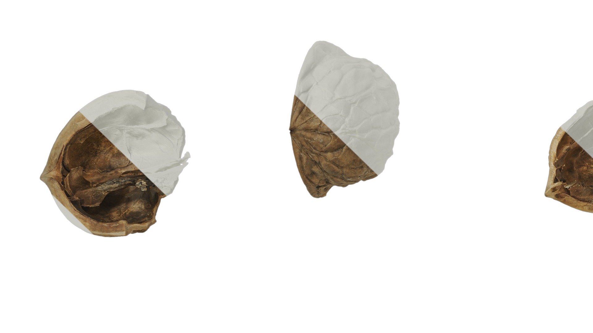 Anydrafts Walnut shells 01 Texture_3