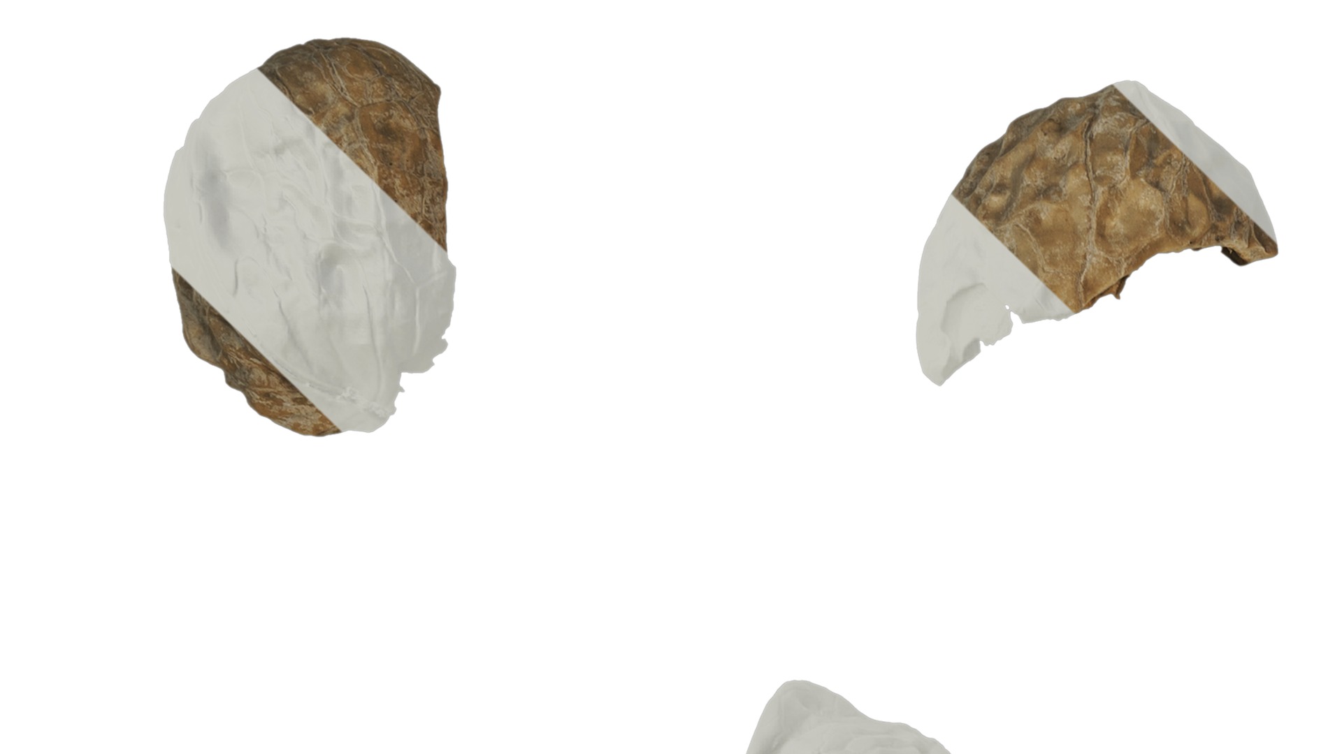 Anydrafts Walnut shells 01 Texture_1