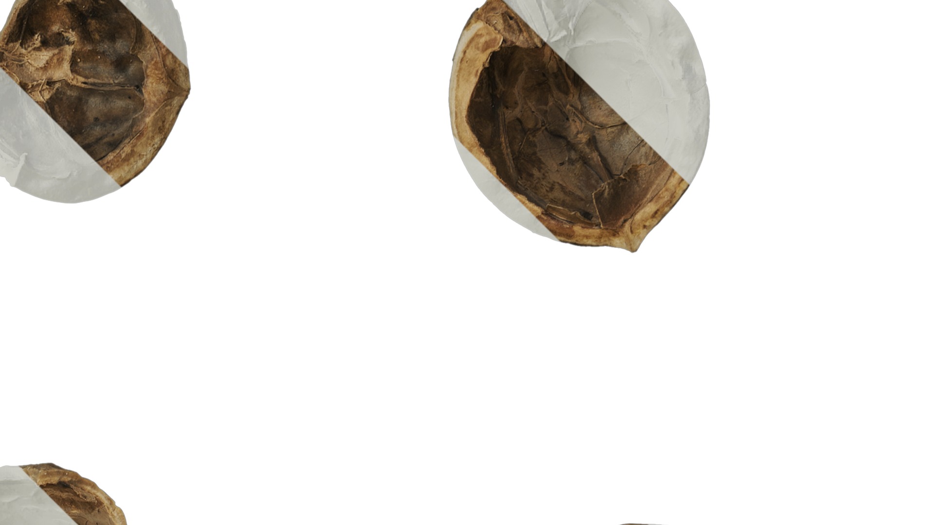 Anydrafts Walnut shells 01 Texture_2