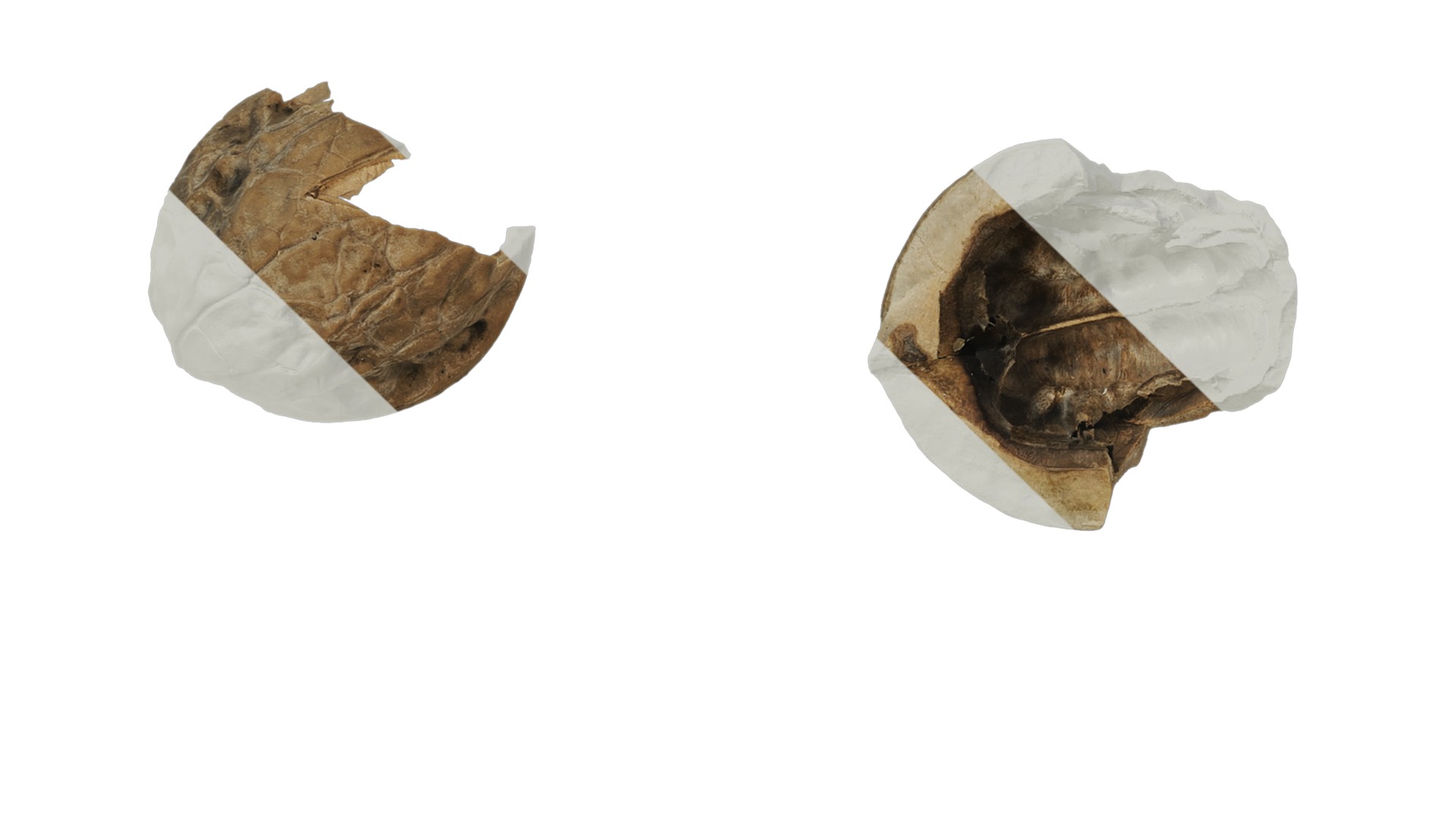 Anydrafts Walnut shells 01 Texture_5