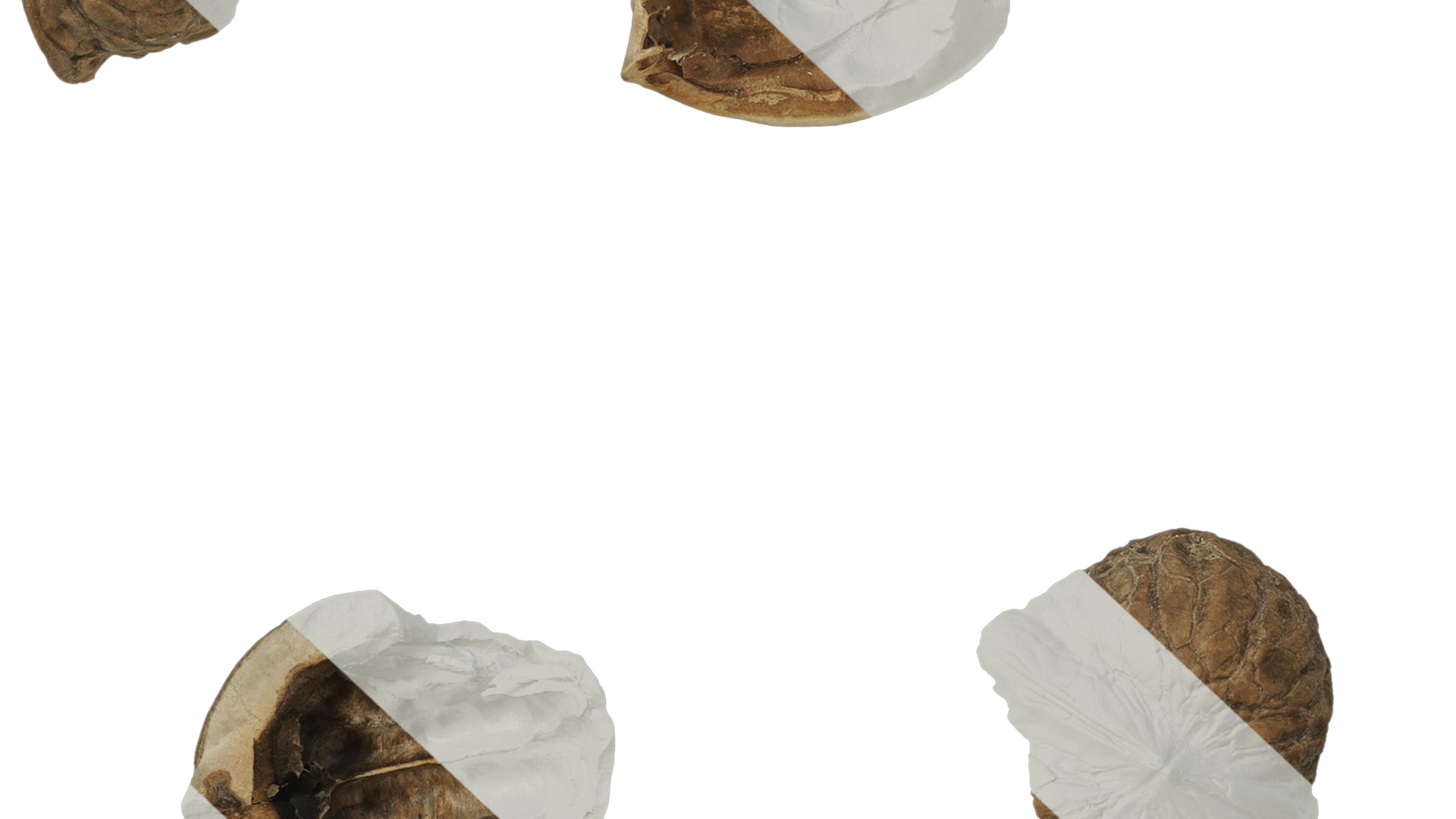 Anydrafts Walnut shells 01 Texture_7