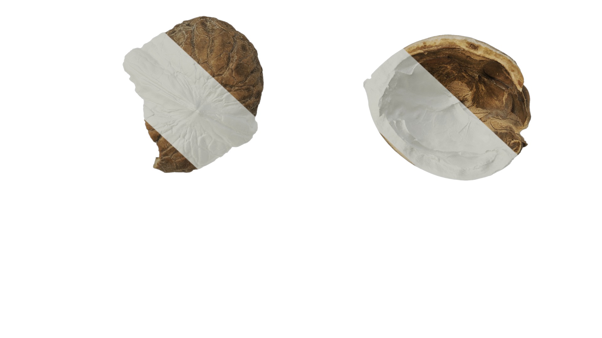 Anydrafts Walnut shells 01 Texture_6