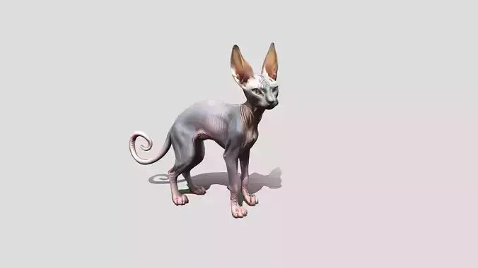 Sphynx Cat Animated