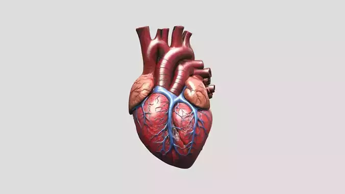 Anatomy Human Heart