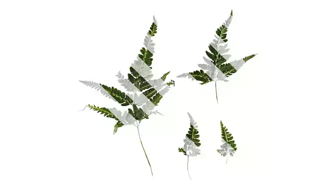 Anydrafts Arachniodes aristata Atlas 01