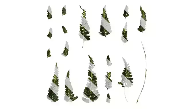 Anydrafts Arachniodes aristata Atlas 02