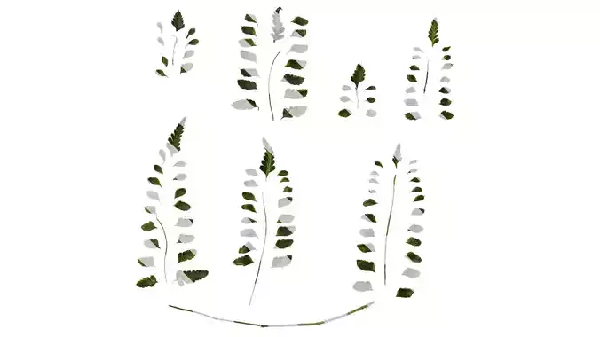 Anydrafts Arachniodes aristata Leaf 01