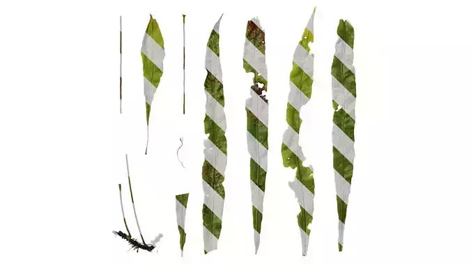 Anydrafts Asplenium nidus Leaf 01 Texture