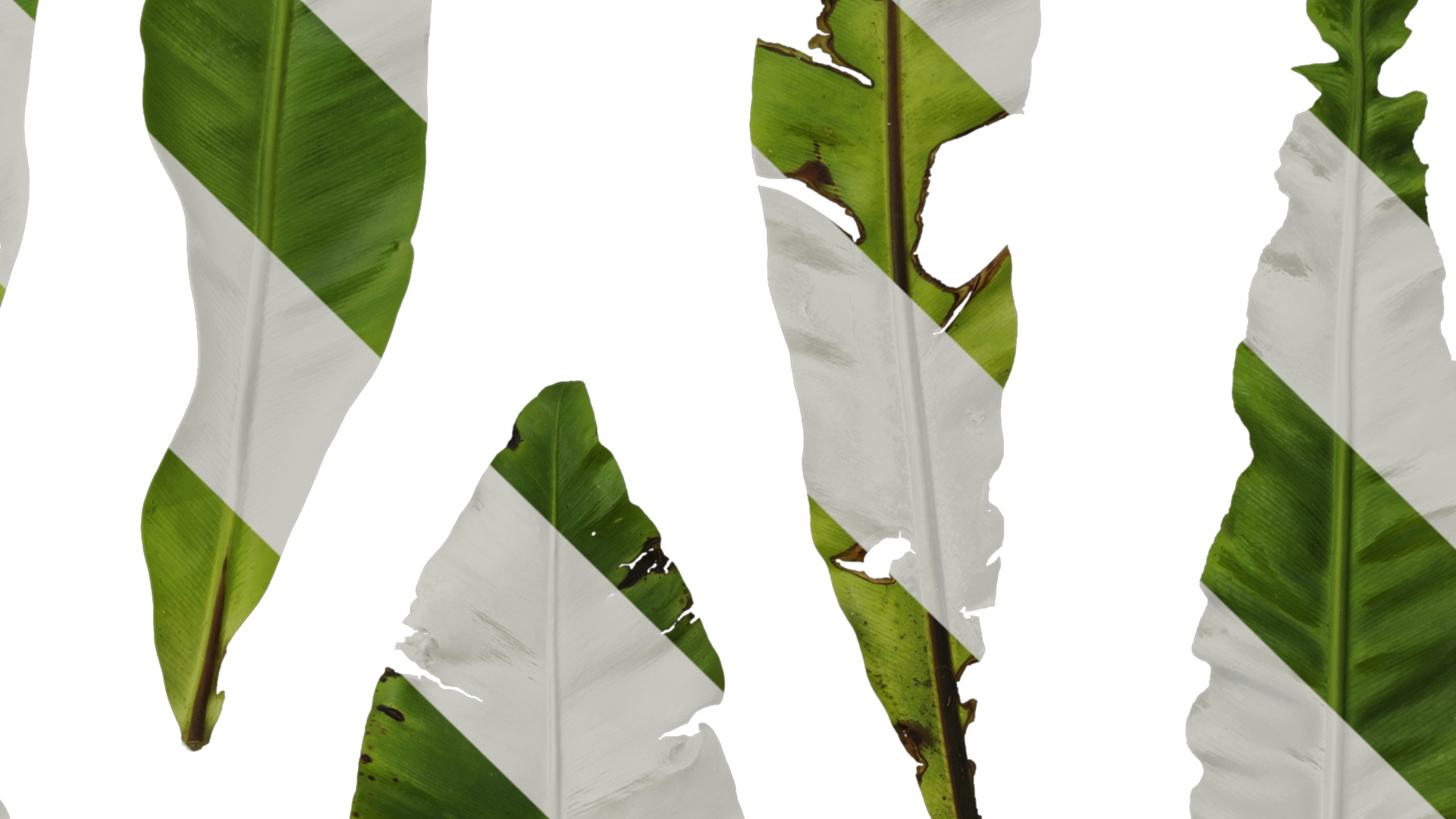 Anydrafts Asplenium nidus Leaf 02 Texture_4