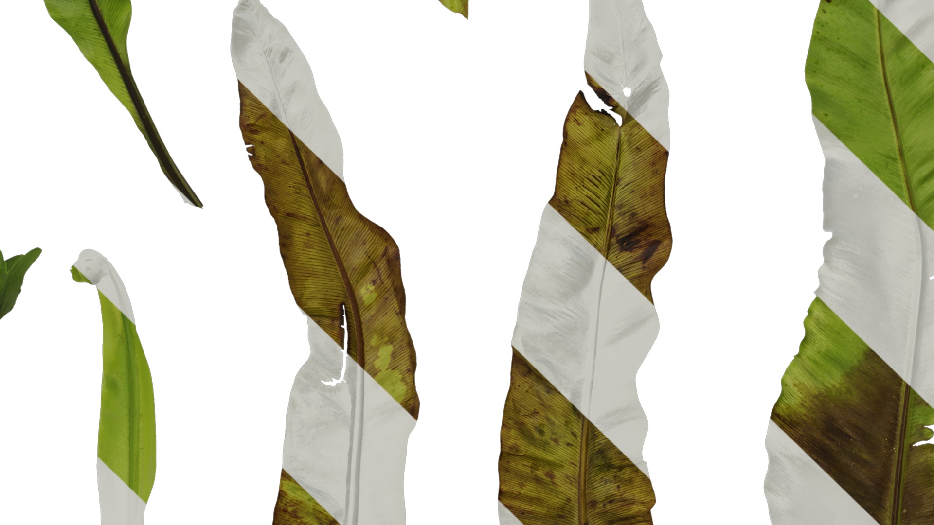 Anydrafts Asplenium nidus Leaf 02 Texture_5