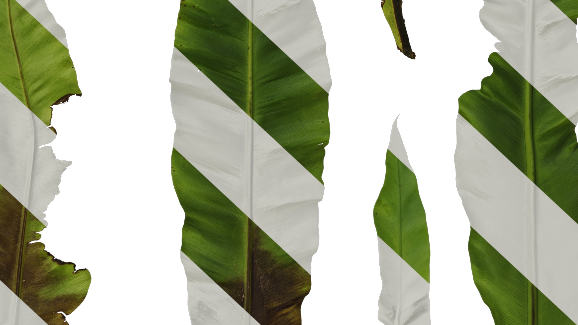 Anydrafts Asplenium nidus Leaf 02 Texture_6