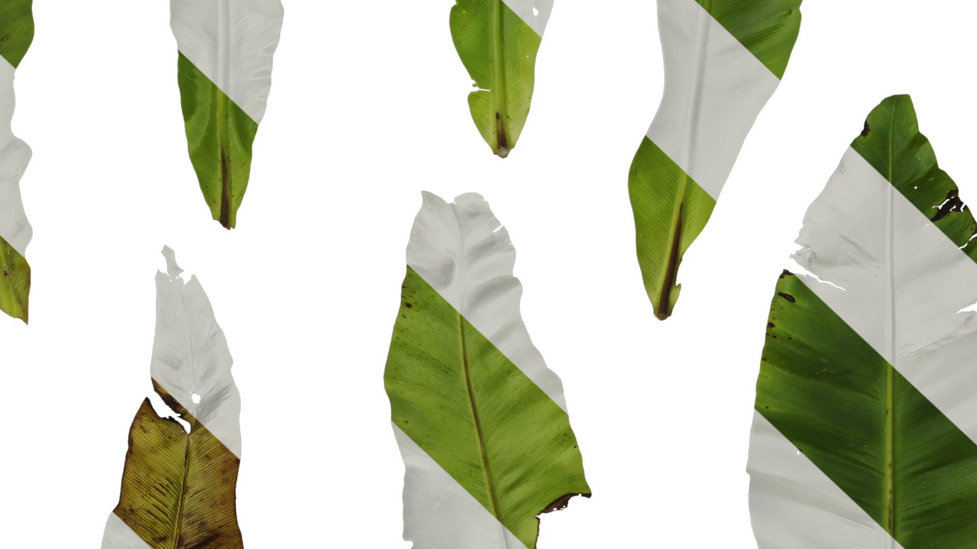 Anydrafts Asplenium nidus Leaf 02 Texture_7