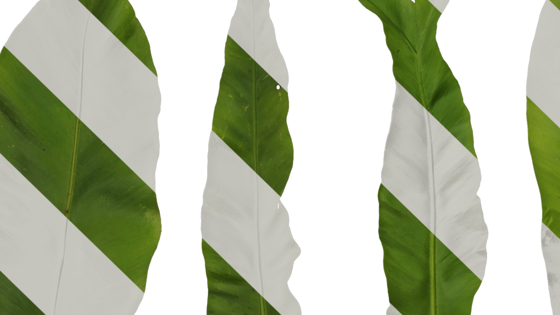 Anydrafts Asplenium nidus Leaf 02 Texture_1