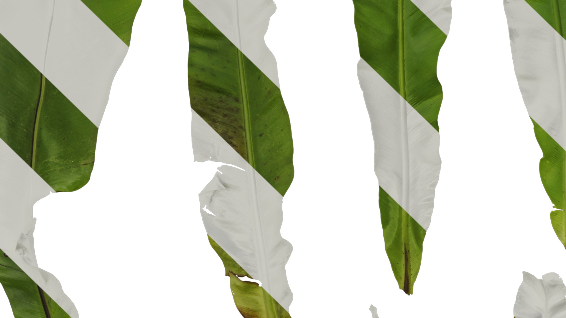 Anydrafts Asplenium nidus Leaf 02 Texture_3