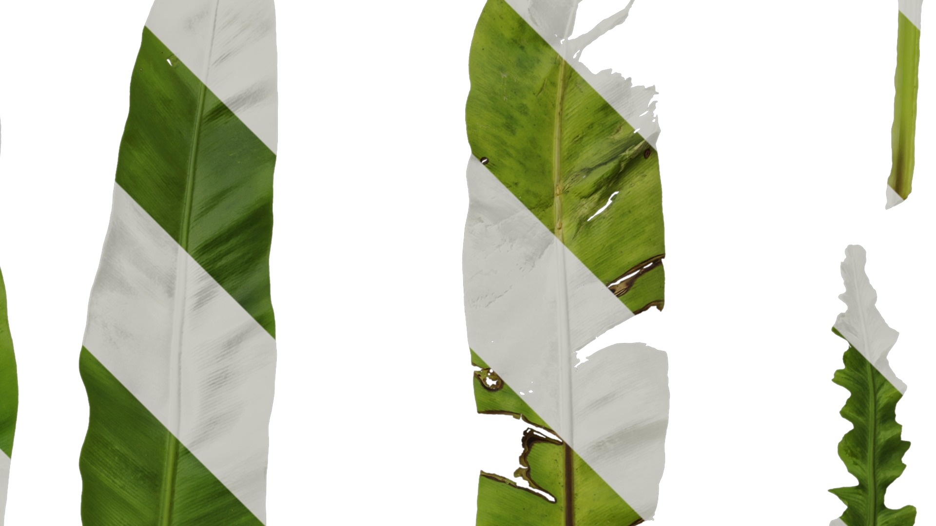 Anydrafts Asplenium nidus Leaf 02 Texture_2