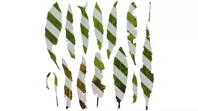 Anydrafts Asplenium nidus Leaf 02 Texture