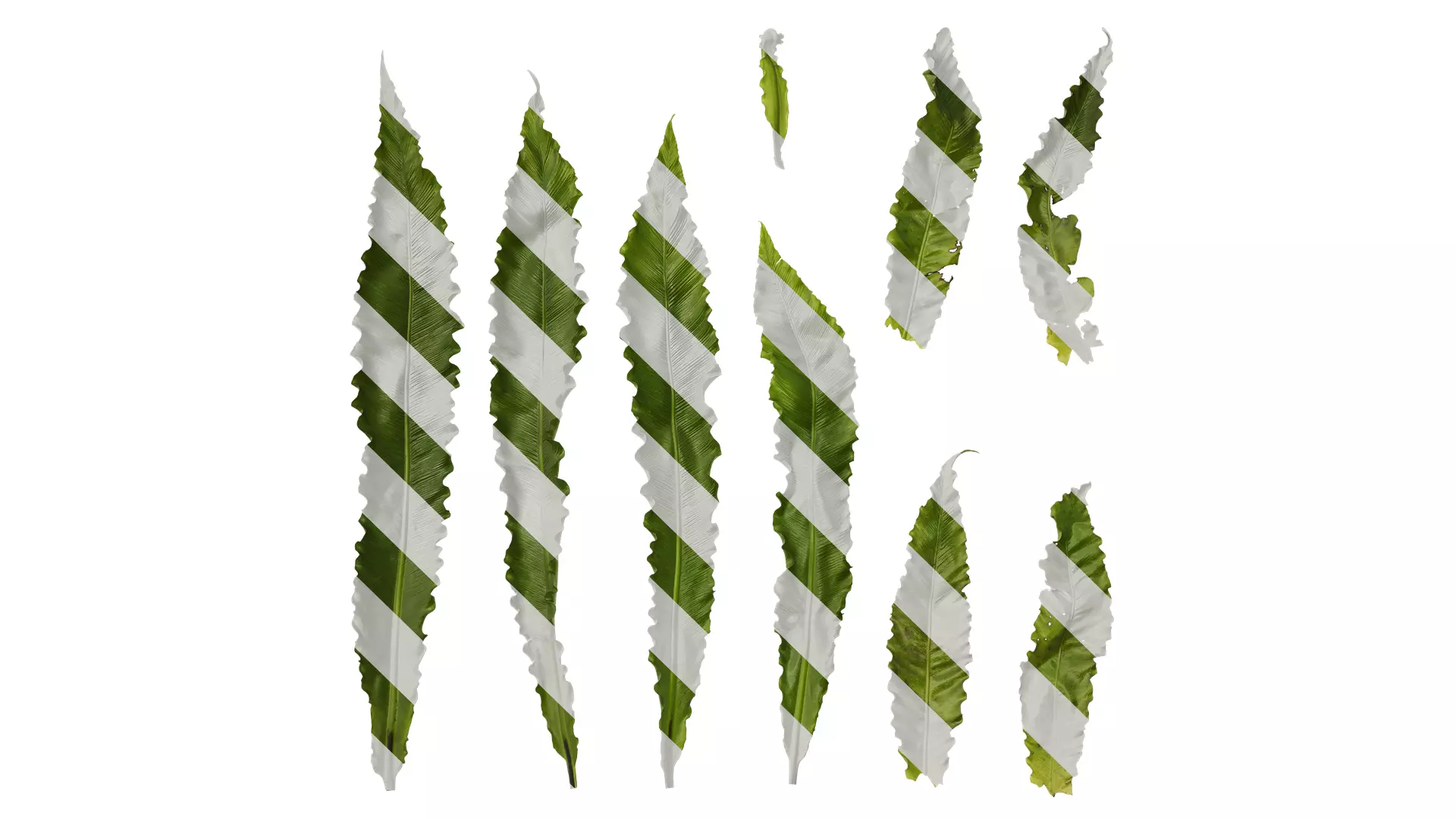 Anydrafts Asplenium nidus Leaf 03 Texture