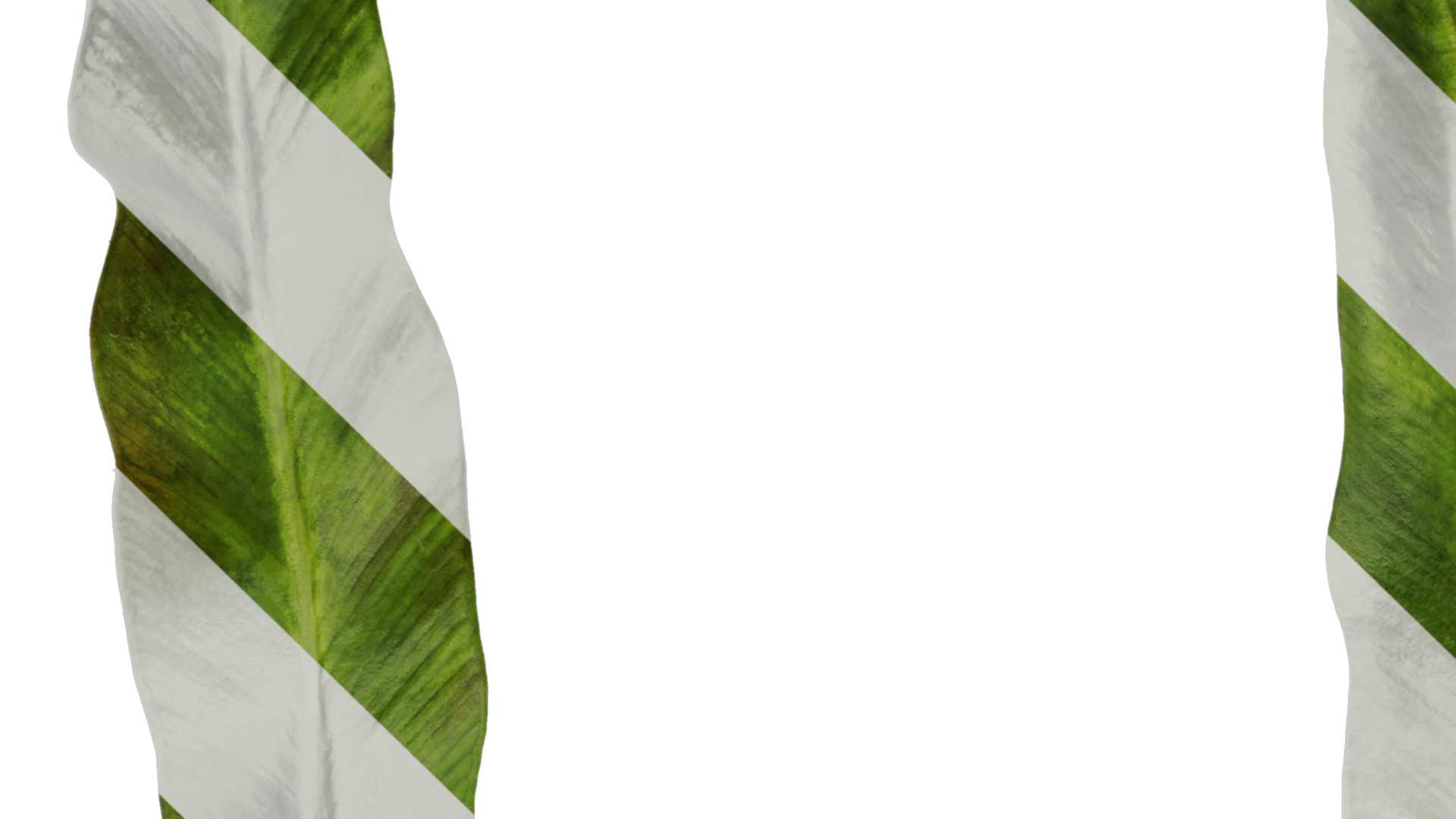 Anydrafts Asplenium nidus crissie Leaf 04 Texture_3