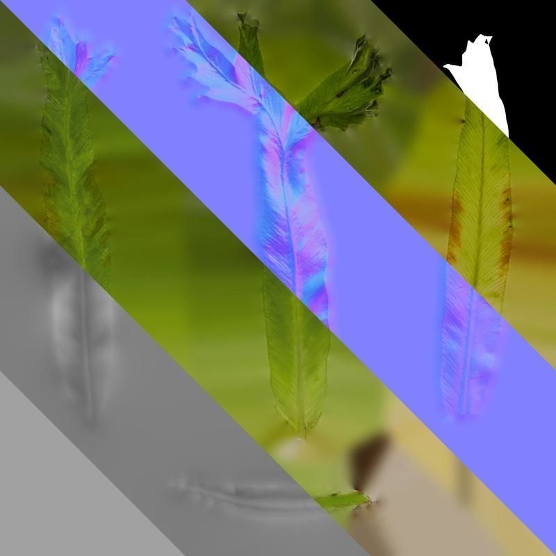 Anydrafts Asplenium nidus crissie Leaf 04 Texture_8