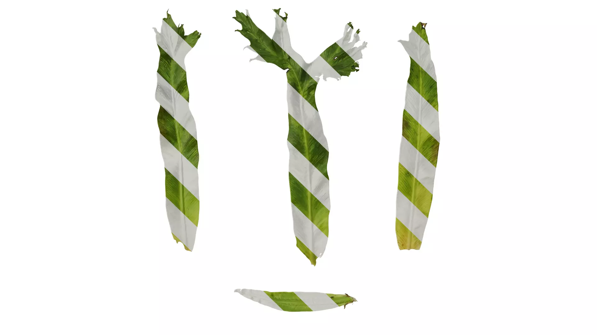 Anydrafts Asplenium nidus crissie Leaf 04 Texture_0